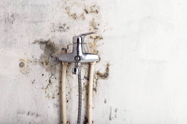 Best Office Mold Removal Services  in Shell Point, SC