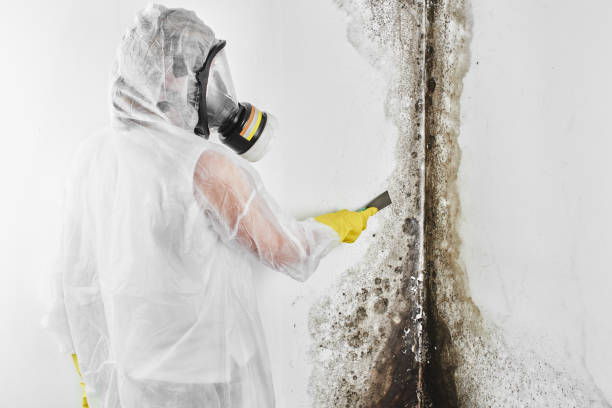 Home Mold Removal in Shell Point, SC