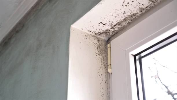 Best Mold Removal Specialists  in Shell Point, SC