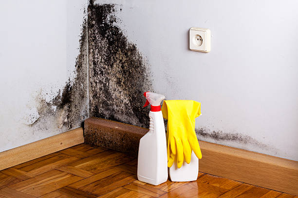 Best Mold Removal Process  in Shell Point, SC